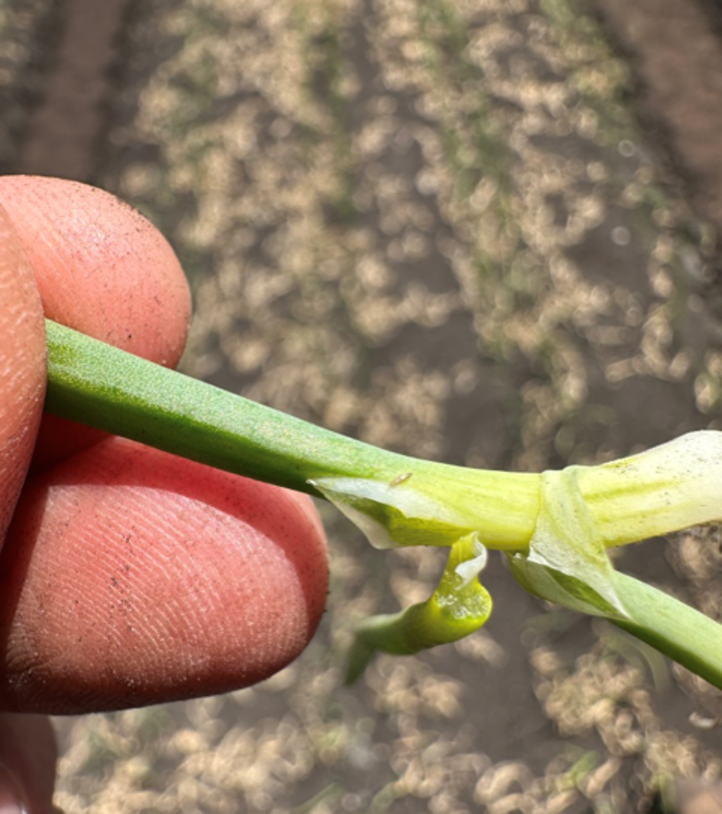Closeup of an onion thrips on a part of the stem of an onion that is peeled back.